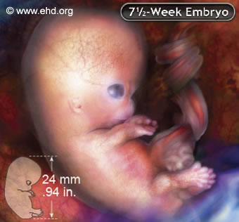 Embrión de 7½ semanas